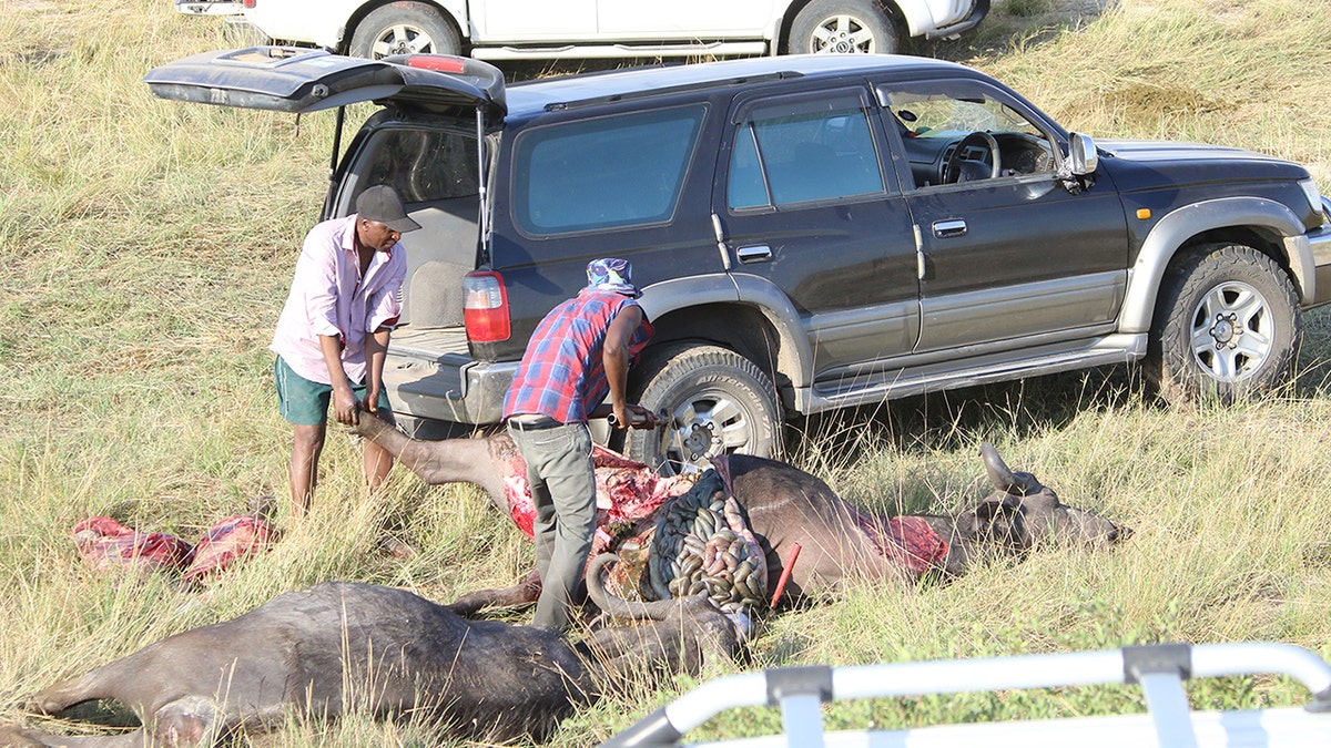 Local people cut the buffalo carcasses up for meat. (Serondela Lodge)
