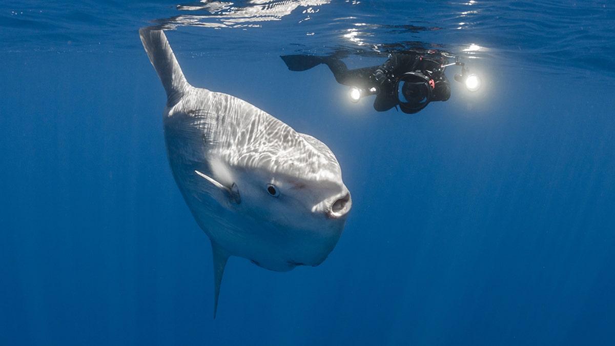 A huge mola mola miles off the coast of San Diego, California.