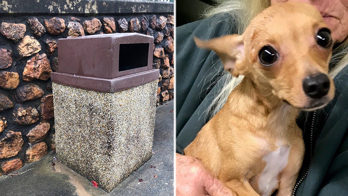 The dog, now named Caroline, was found in a trash can "freezing, wet, hungry and scared" the rescue group said.