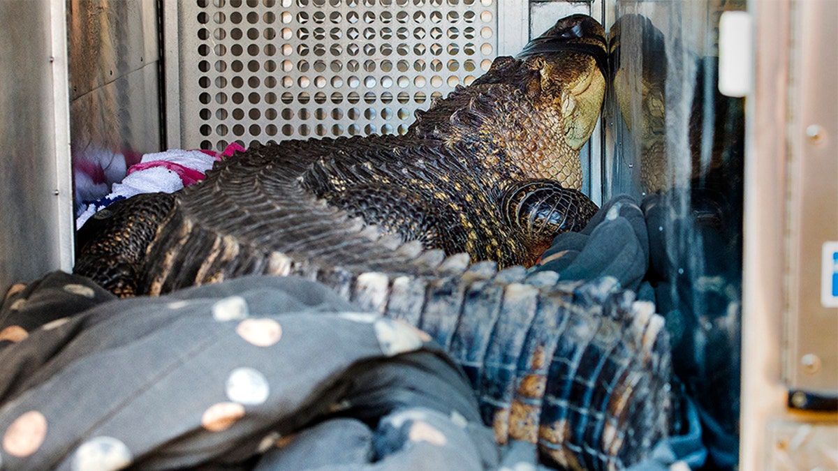 A 7-foot-long, 200-pound alligator named Catfish was found in a hot tub by a landlord evicting a tenant in Kansas City on Wednesday.