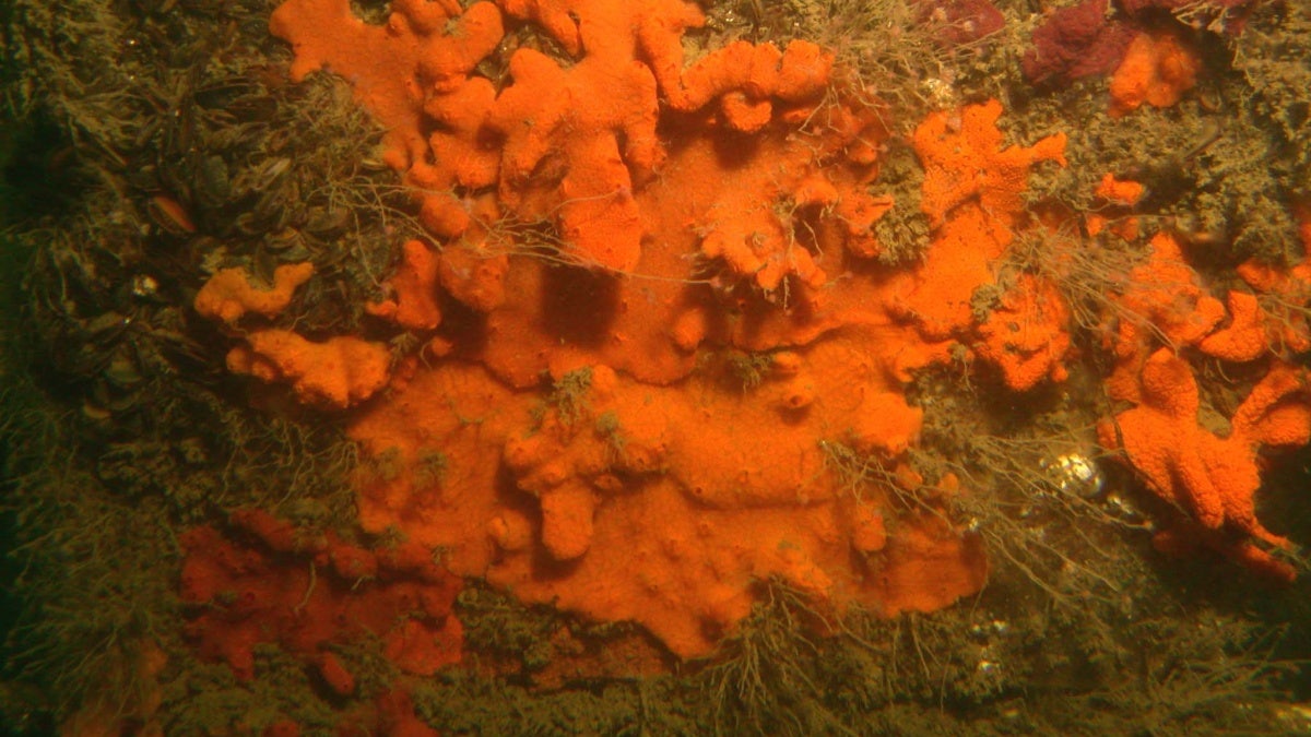 Sea squirts are flourishing off the coast of Maine.