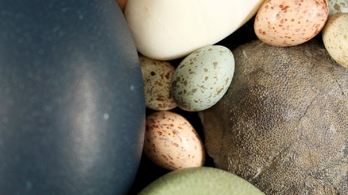 A team of researchers has found that “birds inherited their egg color from non-avian dinosaur ancestors that laid eggs in fully or partially open nests,” Yale University announced Wednesday.