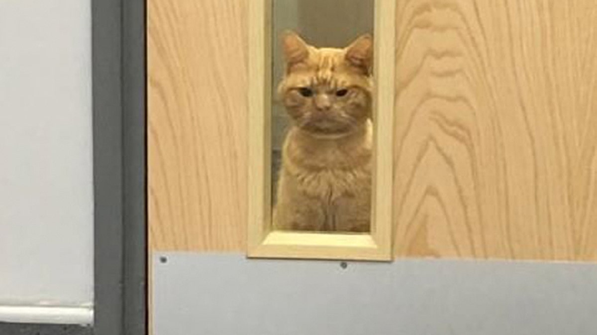 After Grumpy Cat now meet the real life Scaredy Cat - Mirror Online