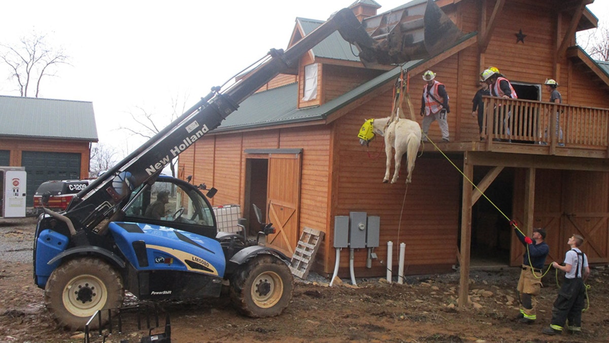 Holly, a 12-year-old Welsh Percheron cross pony, had to be rescued after getting stuck in a hayloft in Virginia.