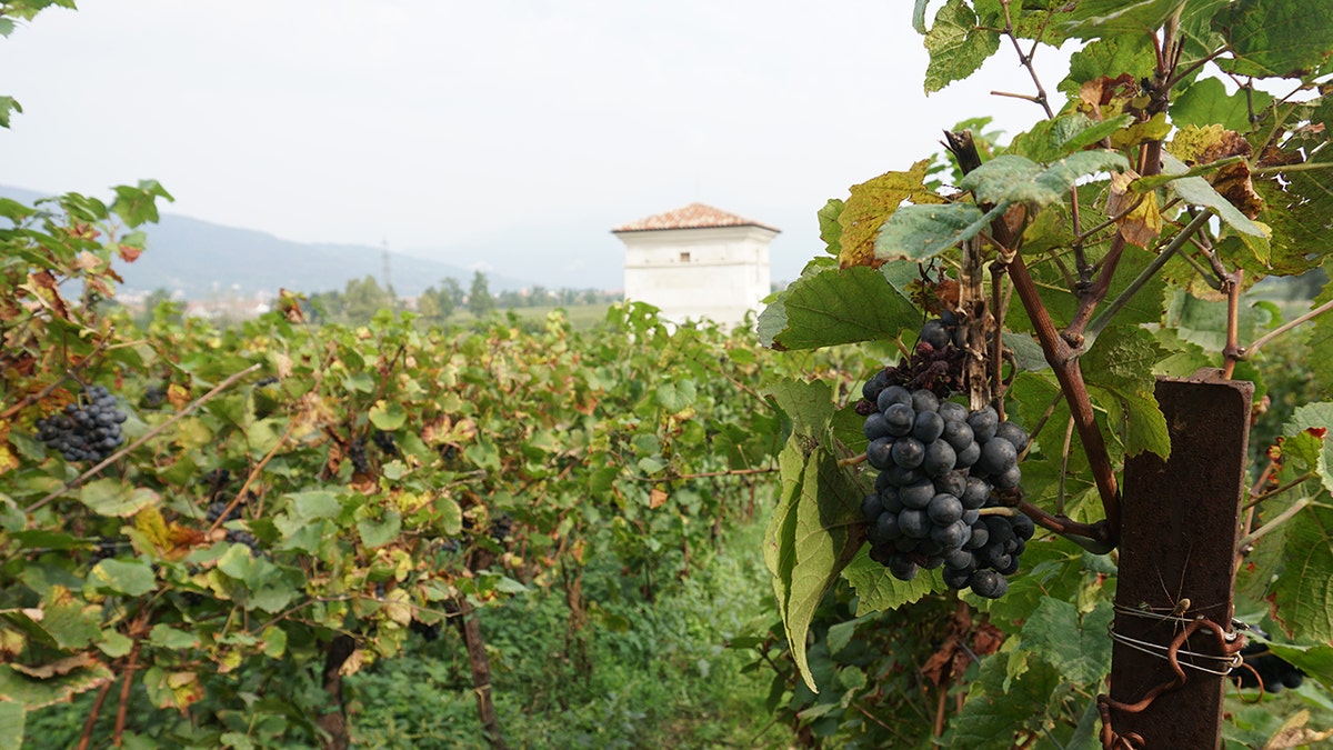 While the story of Franciacorta is very young, the tradition of winemaking goes back centuries.