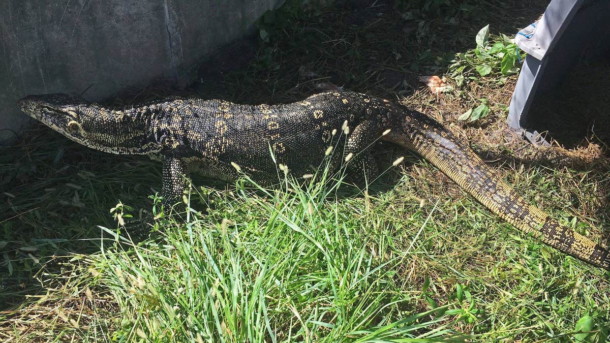 Giant lizard in Florida captured months after terrorizing family, evading  capture: 'Everybody is relieved' | Fox News