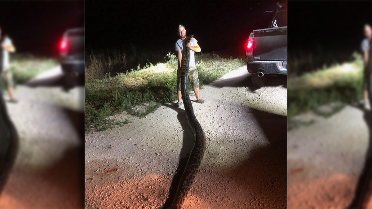 The python weighed 120 pounds, according to the agency.