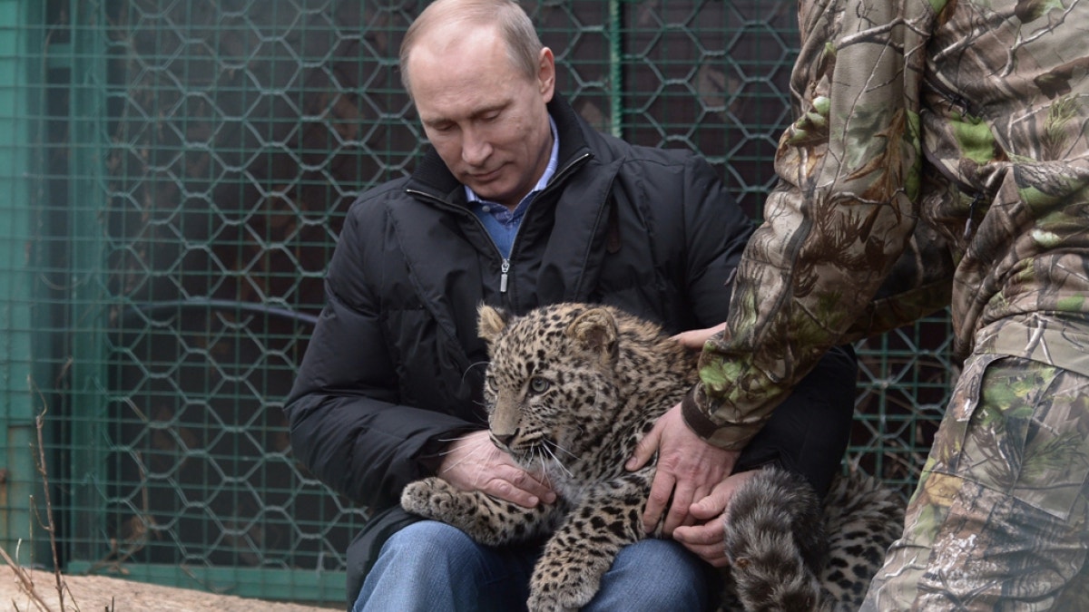 President Putin patting a leopard