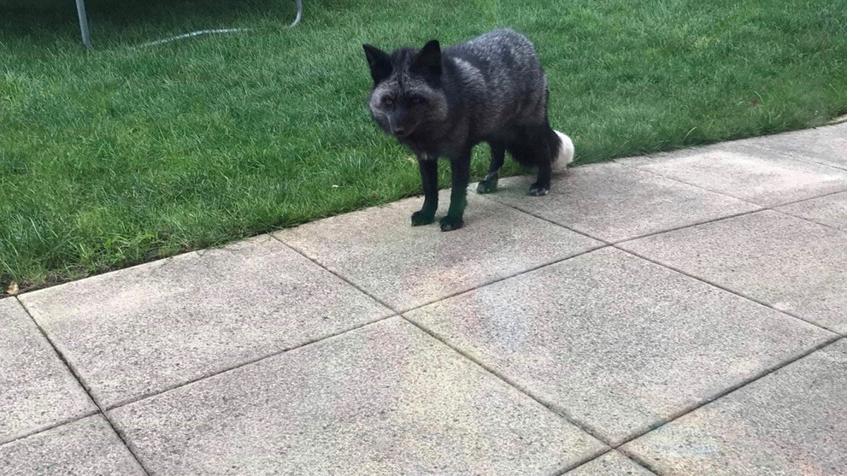 Extremely rare silver fox in England | Fox News