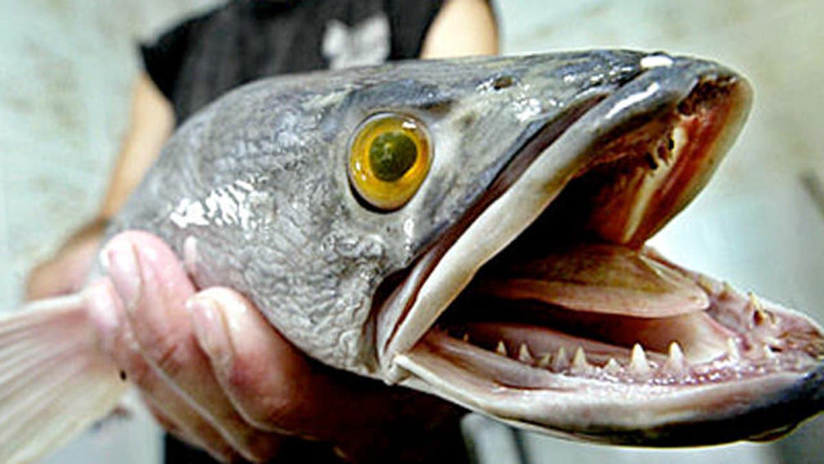 snakehead.jpg