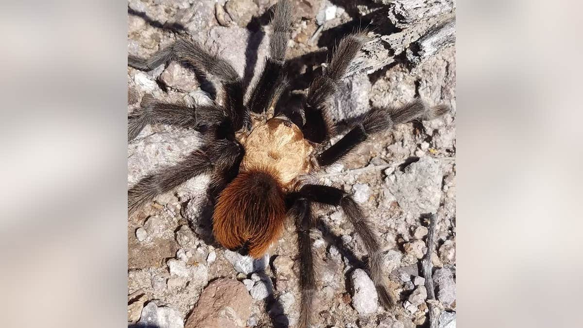 The tarantula made it across the body of water, park officials said.