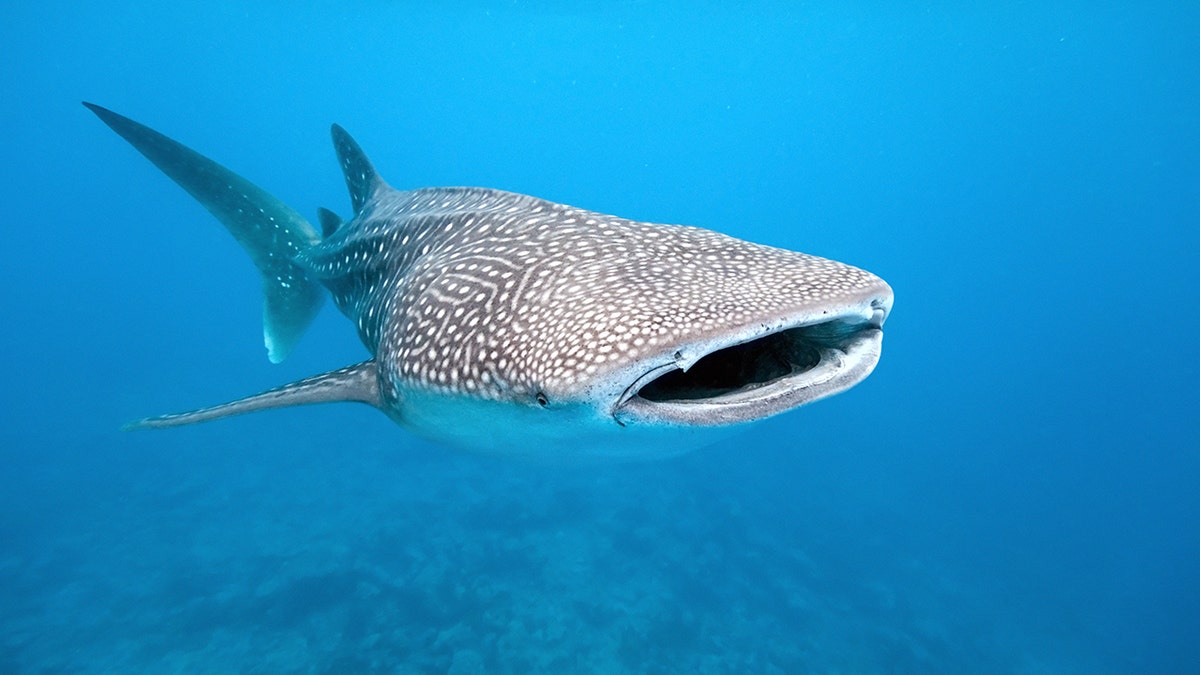 whale shark