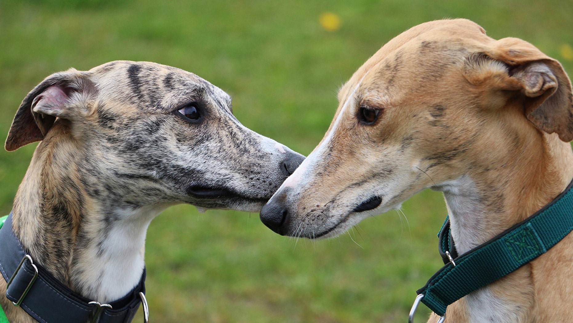 Greyhound Dog Breed Information, Pictures, Characteristics & Facts