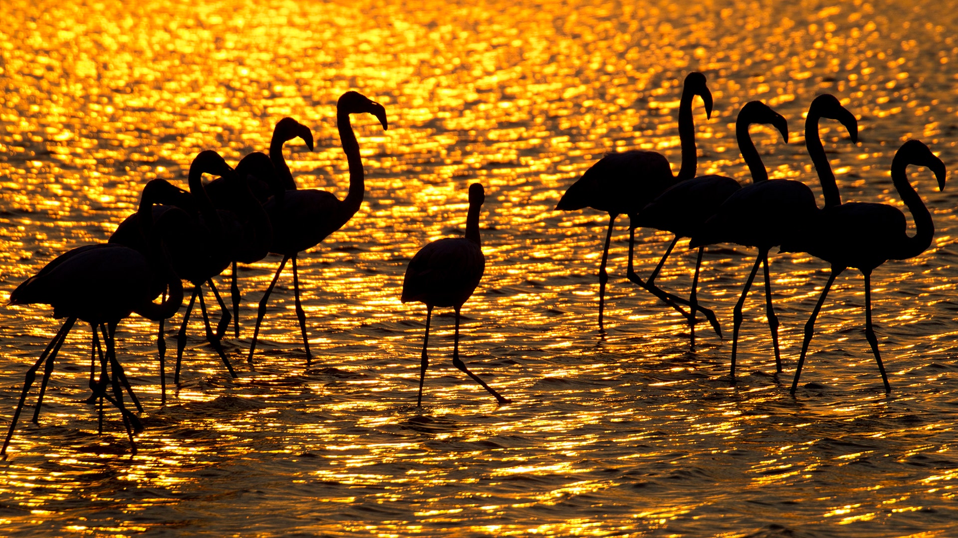 Flamingos search for food in a pond near Gan Shmuel, Israel, November 8, 2018.