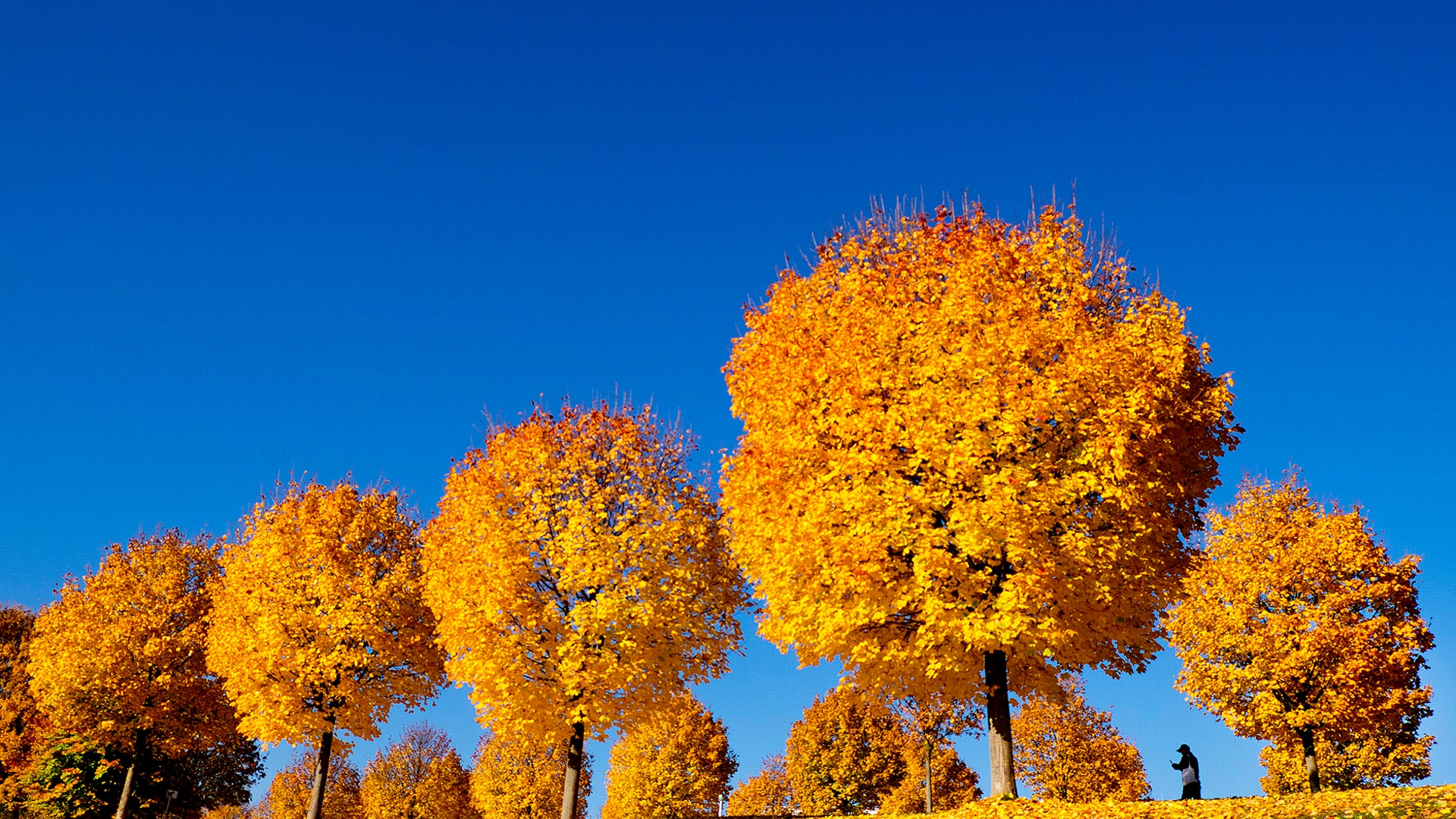 Yellow colored trees stand on a meadow under a blue sky in a park in Frankfurt, Germany, November 7, 2018. 