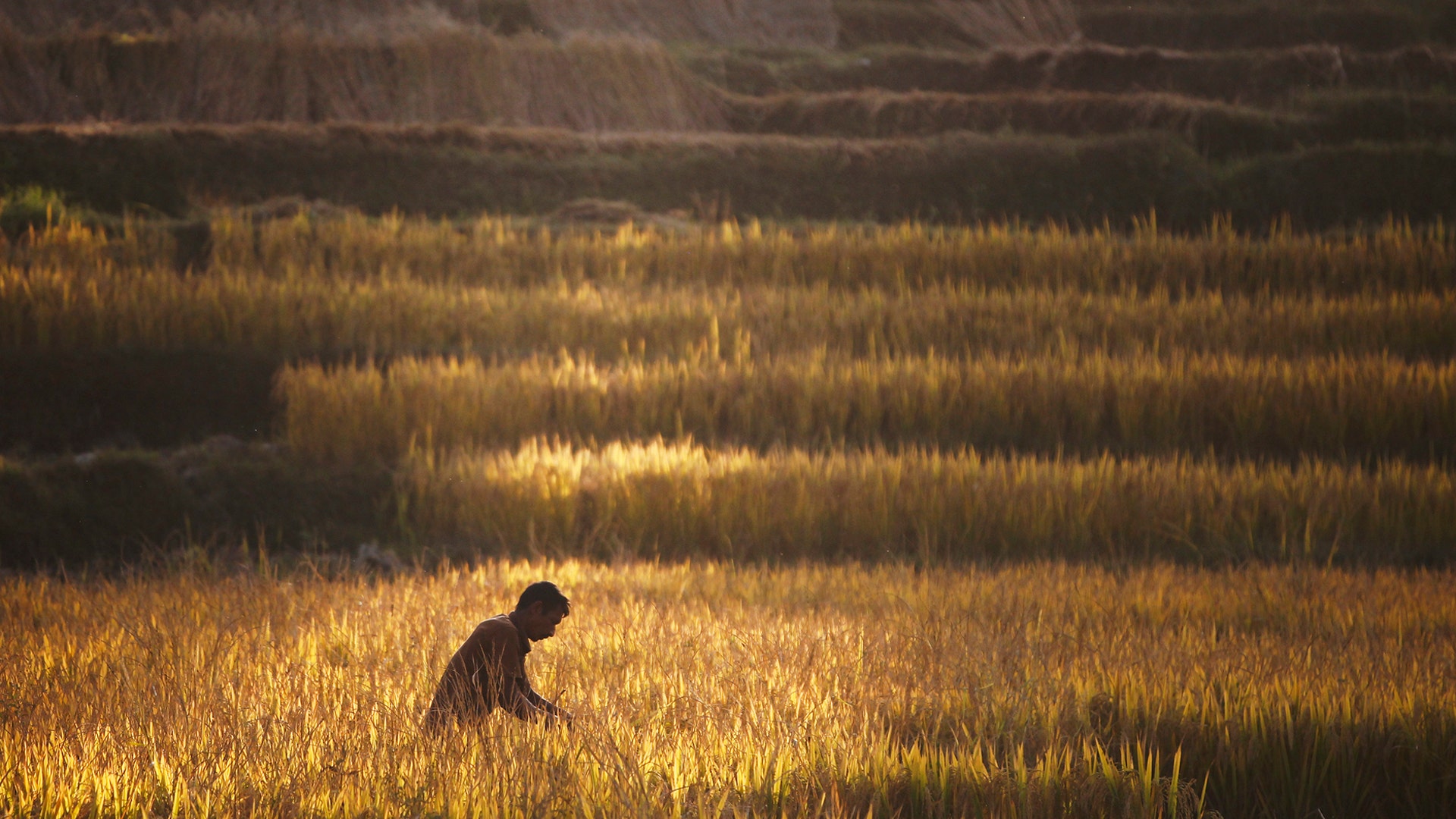 A Nepalese farmer harvests paddy in Kathmandu, Nepal, Oct. 30, 2018.