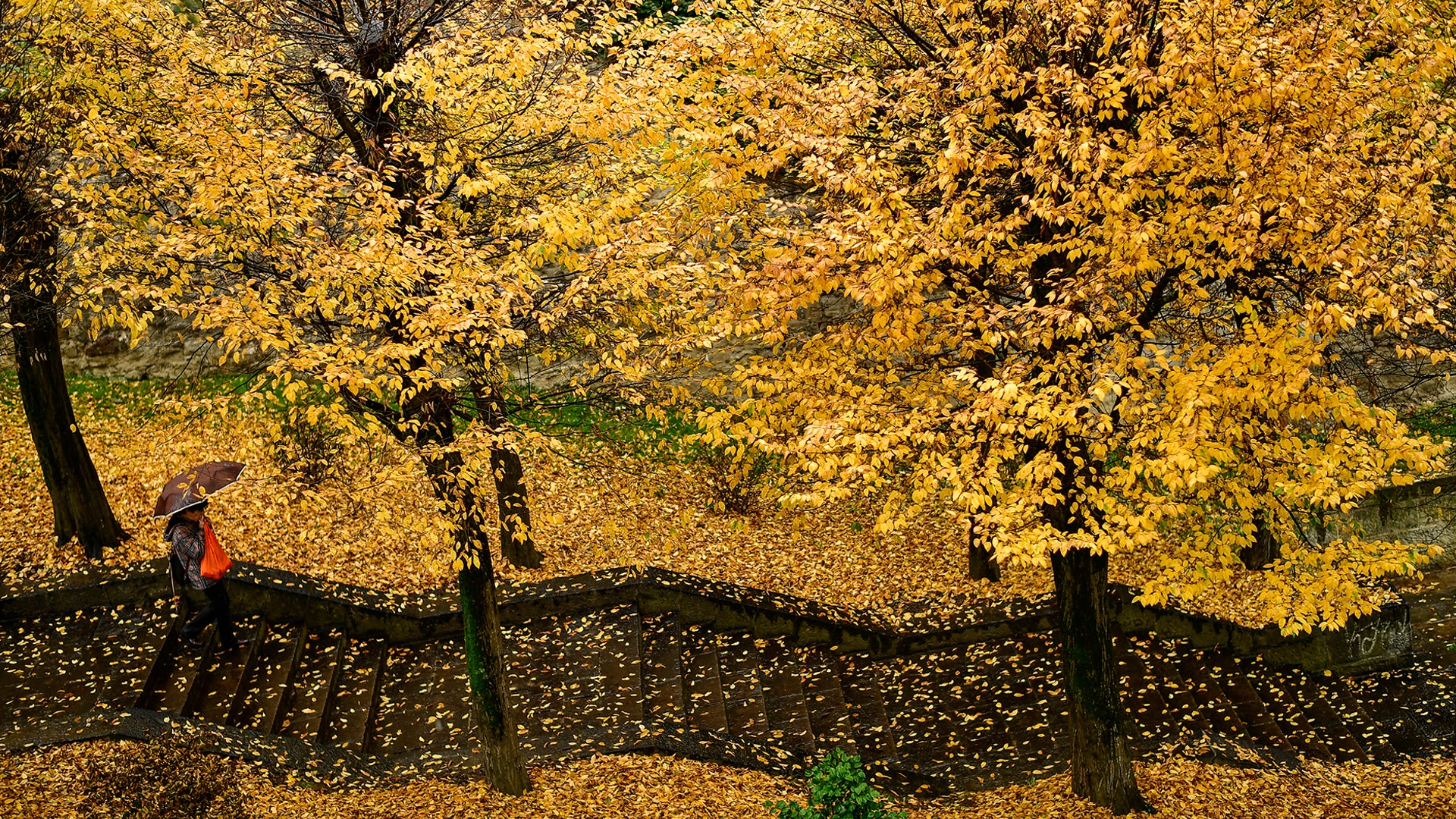 A pedestrian walks down a stairway through a row of trees during a rainy autumn day, in Pamplona, northern Spain, Nov. 20, 2018. (AP Photo/Alvaro Barrientos)