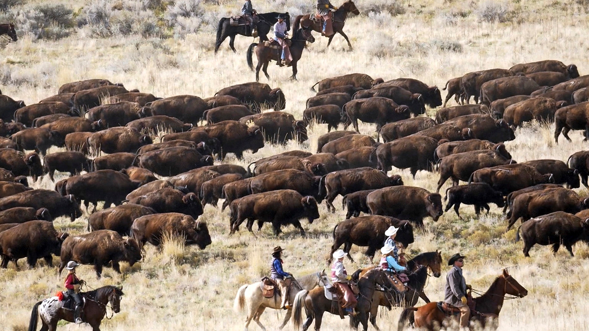 Riders on horseback herd bison during an annual roundup, on Antelope Island, Utah, Oct. 27, 2018. 