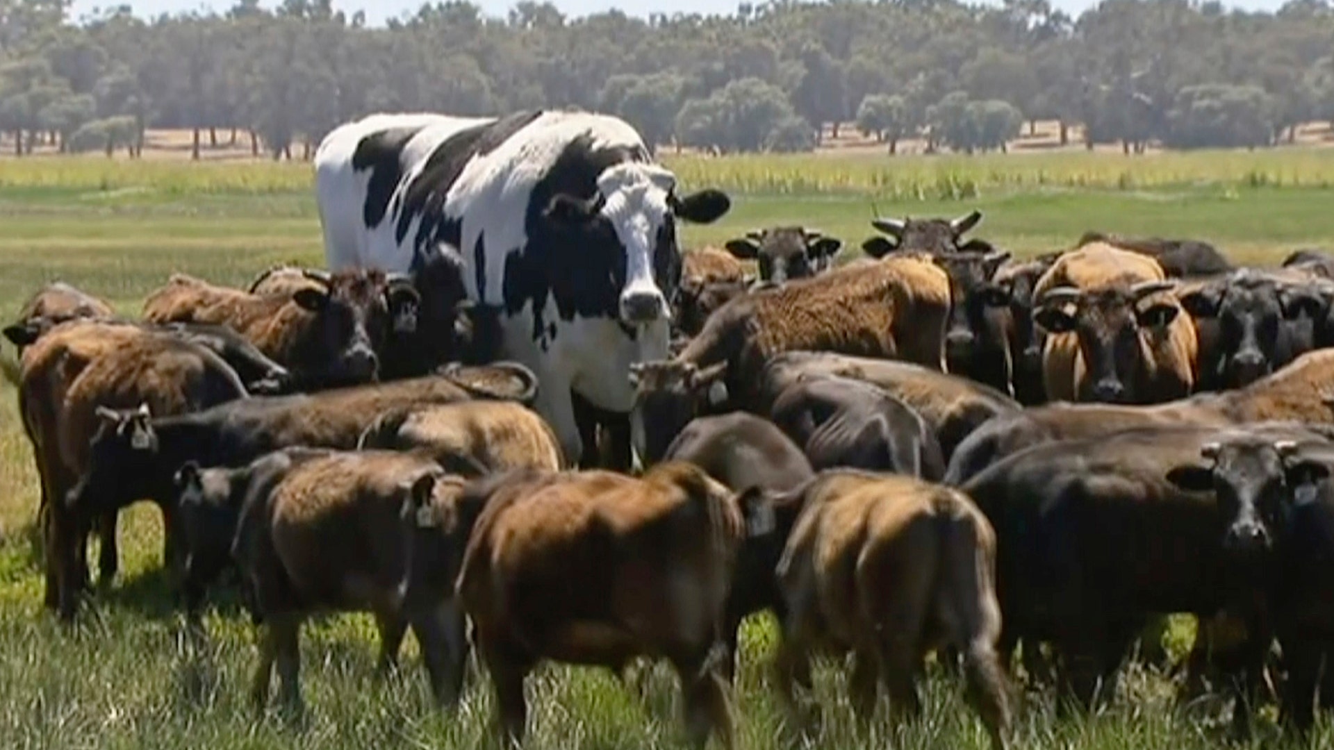 Knickers the steer stands with a cow herd in Lake Preston, Australia, Nov. 27, 2018.