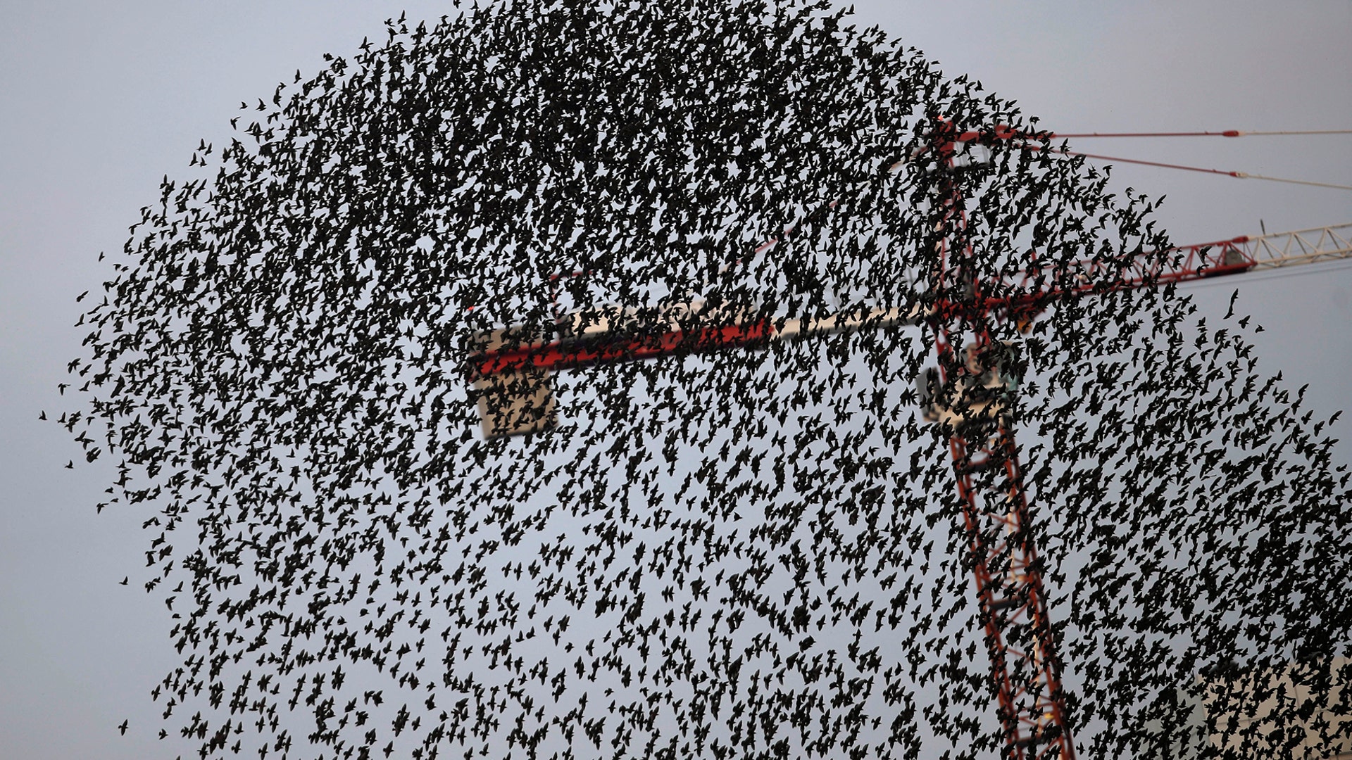 A flock of starlings flies in a murmuration past a crane, in Milan, Italy, November 13, 2018. 