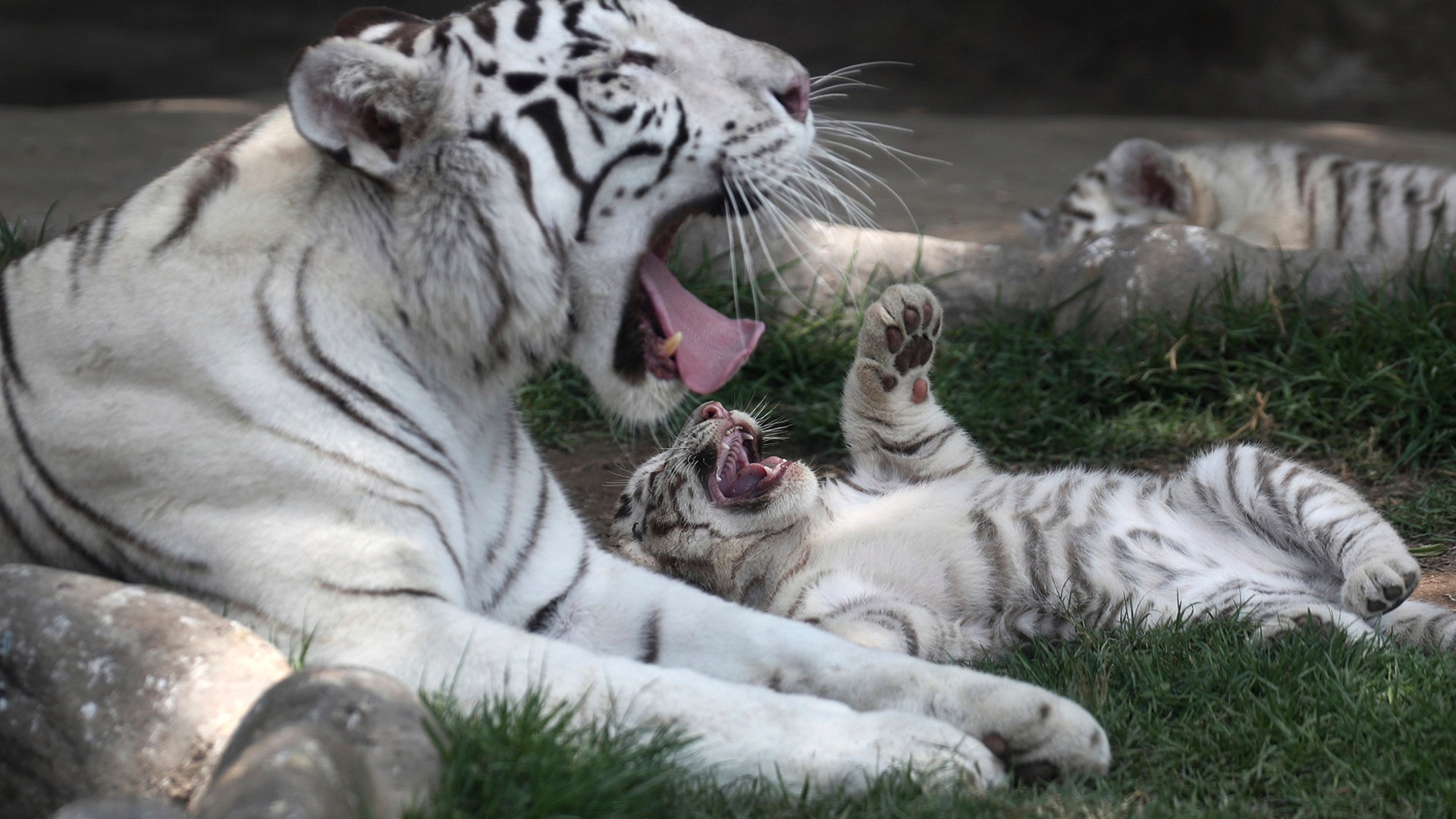 Clarita the Bengal tiger plays with one of her three cubs at the Huachipa Zoo in Lima, Peru, Oct. 30, 2018.