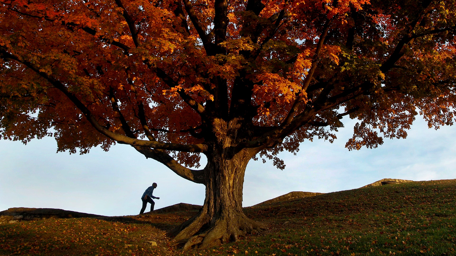 A man walks by an oak tree displaying fall colors on the grounds of the National World War I Museum in Kansas City, Missouri, Oct. 29, 2018.