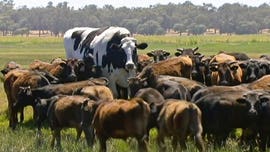 Enormous cow that weighs more than a car is saved from the slaughterhouse