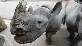 European zoos to send critically endangered rhinos to Rwanda