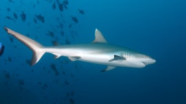 Shark mauls teenage boy in Australia