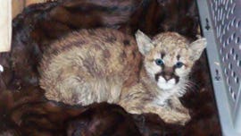 Baby mountain lion discovered at Colorado home was fed bratwurst, became sick, officials say