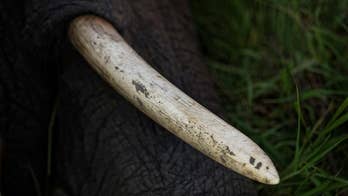 Elephants have bad news for poachers: We evolved