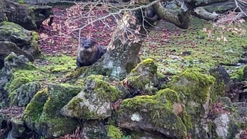 Otter terrorizes famous Chinese Garden in Vancouver, kills 7 cherished koi carp