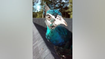 Vermont couple’s peacock runs away to join flock of turkeys