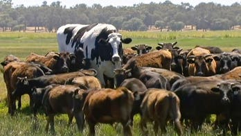 Enormous cow that weighs more than a car is saved from the slaughterhouse
