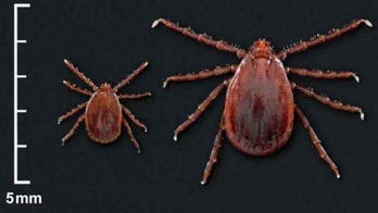 Two exotic tick species found in Rhode Island for the first time, officials say