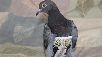 Arizona bird rescue searching for owner of mysterious bedazzled pigeon