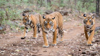 Man-eating tiger crushed by tractor, second killer cat lured to death with Calvin Klein cologne in India