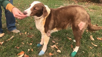 California Camp Fire ravages town of Paradise, but family dog survives