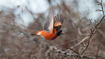 Venezuela's vanishing red bird gets a coffee pick-me-up