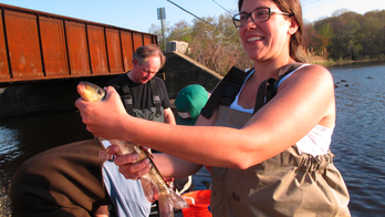 Blockages gone, fish back in post-Sandy projects in 6 states
