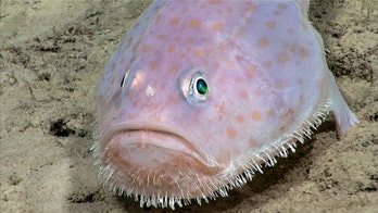 Scientists wind up deep-water probes in Caribbean waters