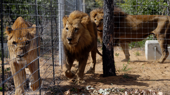 South American circus lions still unsettled in South Africa