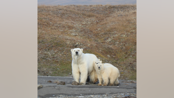 The Arctic is not doing well (at all)