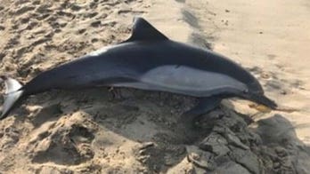 Dolphin found shot dead on California beach