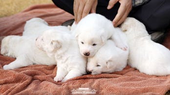 North Korea’s ‘peace gift’ puppies to South Korea pictured for first time