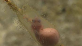 Shark embryo seen 'swimming' inside translucent egg case in 'very rare' footage