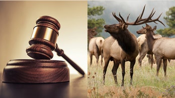 Colorado outfitter pleads guilty to hunting illegally on public land, illegal possession of big game