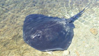 Man dies after being stung by stingray at Australian beach