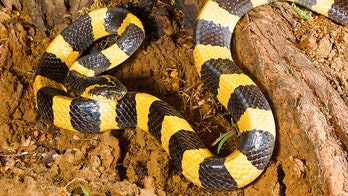Venomous snake discovered inside potato sack in passenger’s luggage