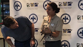 New Orleans airport allowing passengers to pose with baby alligators